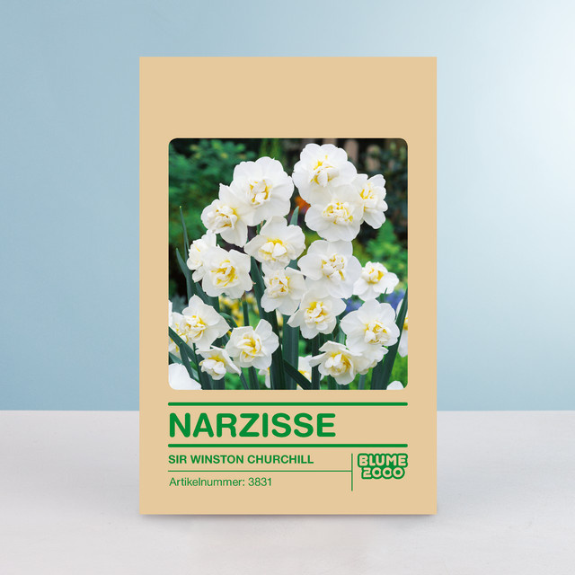 Narzisse Sir Winston Churchill Blumensamen von BLUME2000 für Garten, Balkon und Terrasse, 5 Stück - Bild 1