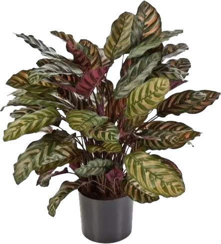 Künstliche Calathea Emil von Aplanta, Höhe: 78 cm - Bild 1