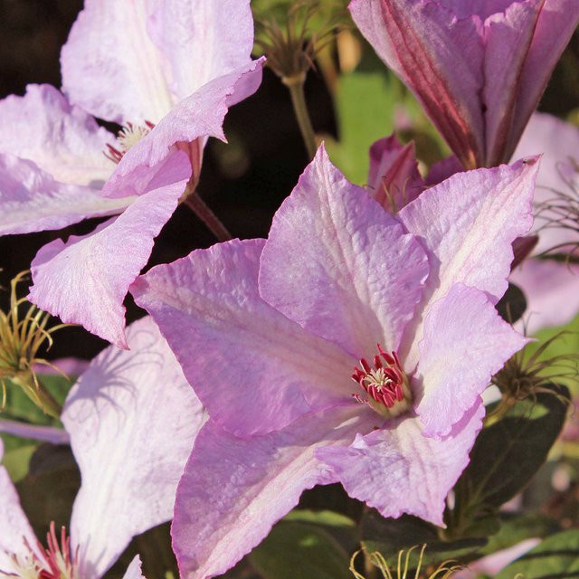 Clematis 'Margaret Hunt' Kletterpflanze, violett-rosa, sommerblühende Staude - Bild 1