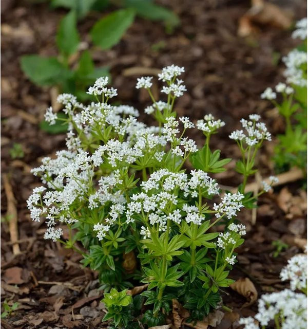 Waldmeister Galium odoratum als mehrjährige Gartenpflanze - Bild 1