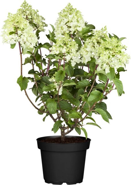 GROW by OBI Rispenhortensie Skyfall Weiß im Topf, Höhe: 50 - 60 cm - Bild 1