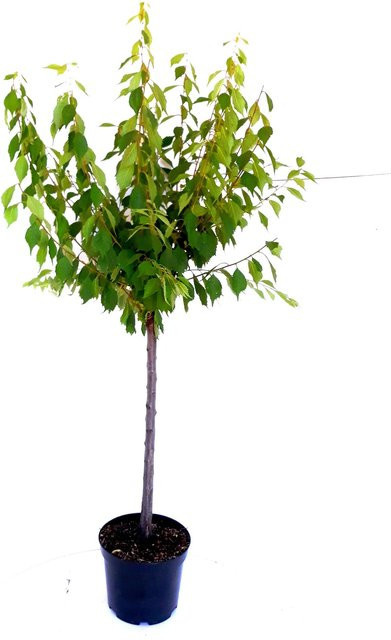 Pflanzen-Boering Japanische Nelkenkirsche Prunus Kanzan Stämmchen in Pink, Gesamthöhe: 180-190 cm, Stammhöhe: 120 cm - Bild 1