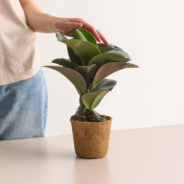 Ficus Elastica Decora Zimmerpflanze von BLUME2000 in Grün, Tischpflanze, Höhe: 70 cm, Breite: 30 cm - Bild 1