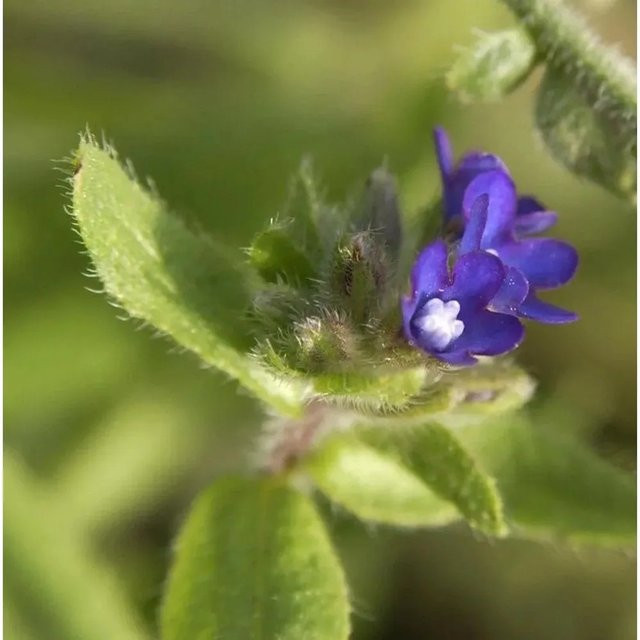 Gewöhnliche Ochsenzunge Anchusa officinalis blaue Gartenpflanze - Bild 1
