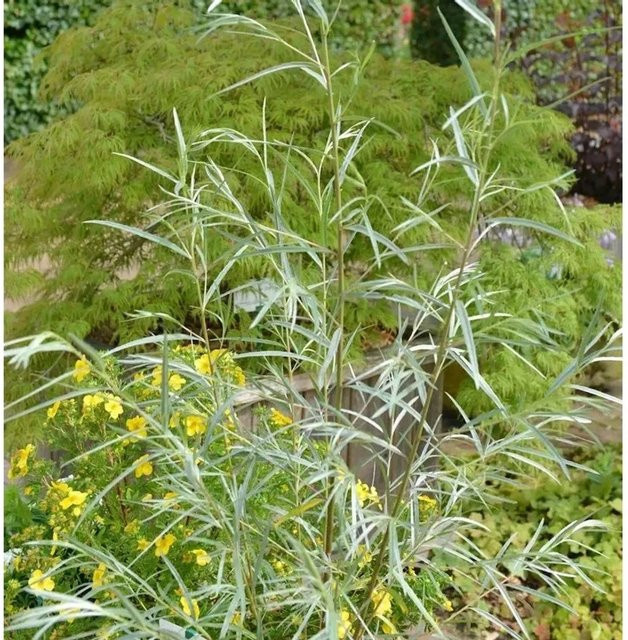 Salix exigua Koyoten-Weide von Nr-01.de, grüner Strauch für den Garten - Bild 1