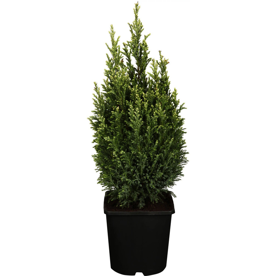 GROW by OBI Scheinzypresse Snow White Chamaecyparis lawsoniana als Formgehölz und Solitärpflanze im Topf - Bild 2