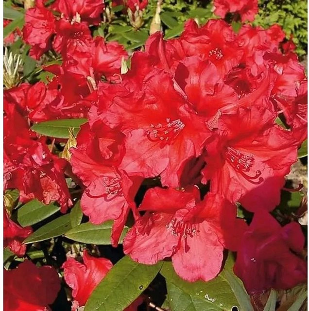 Großblumiger Rhododendron Vulcan Alpenrose in Rot, Höhe: 50-60 cm - Bild 1