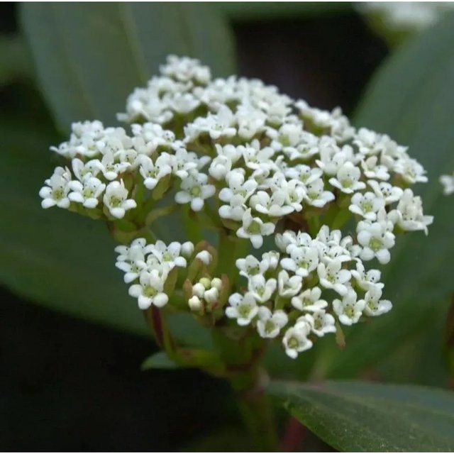 Immergrüner Zwergschneeball Viburnum davidii Strauch, Grün/Weiß, Höhe: 100-125 cm - Bild 1