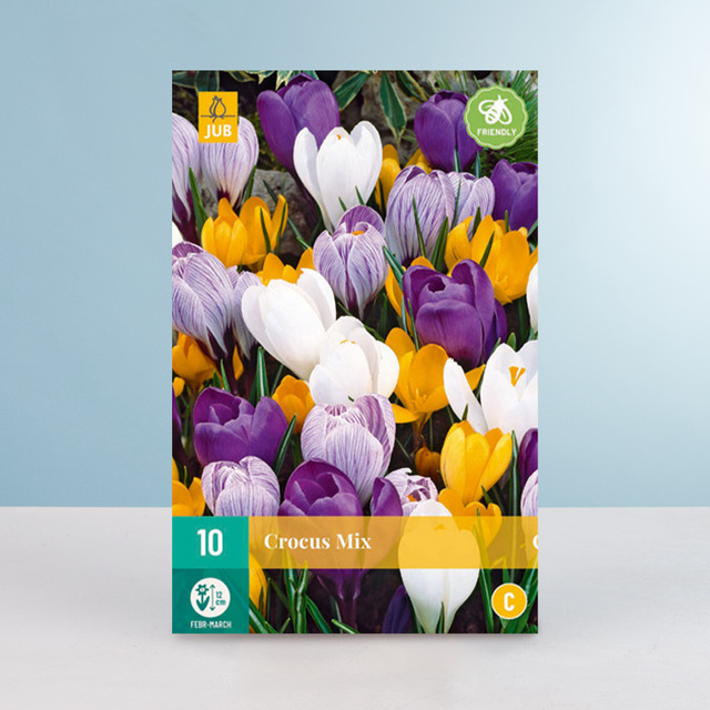 Großblumiger Krokus Mix von BLUME2000 mit 10 Knollen für Blumenkübel und Balkonkästen - Bild 1