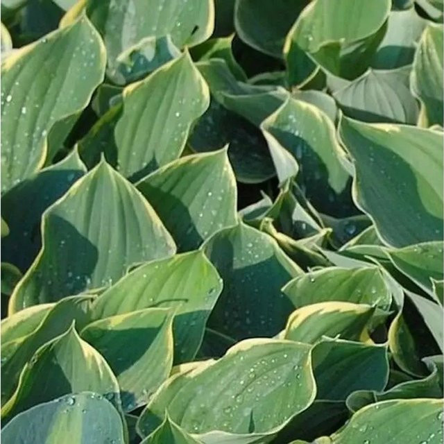 Hosta Sagae Herzblatt Lilie grün von Nr-01.de als Gartenpflanze - Bild 1