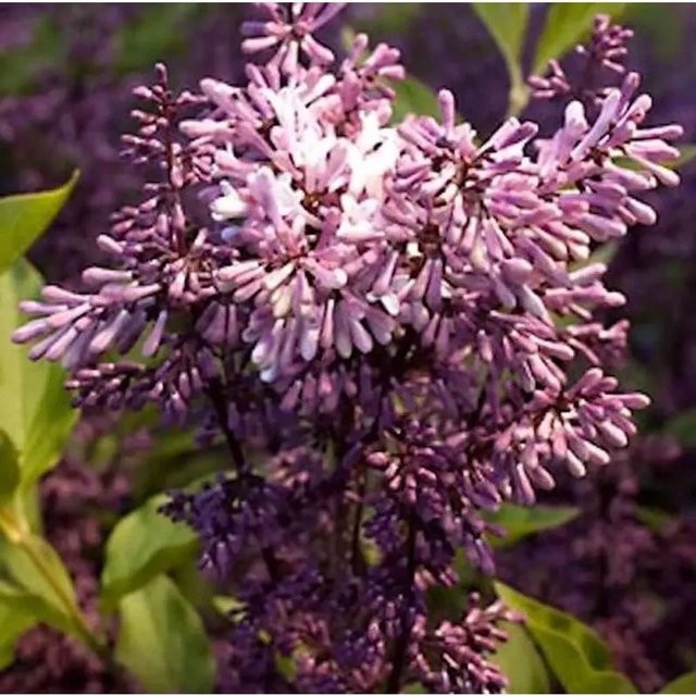 Hochstamm Spanischer Flieder Miss Kim Syringa patula in violettrosafarben, Höhe: 80-100 cm - Bild 1