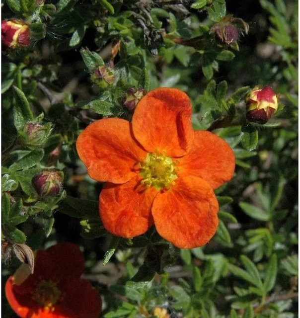 10x Fünffingerstrauch Red Ace Potentilla fruticosa roter Kleinstrauch als Bodendecker für deinen Garten - Bild 1