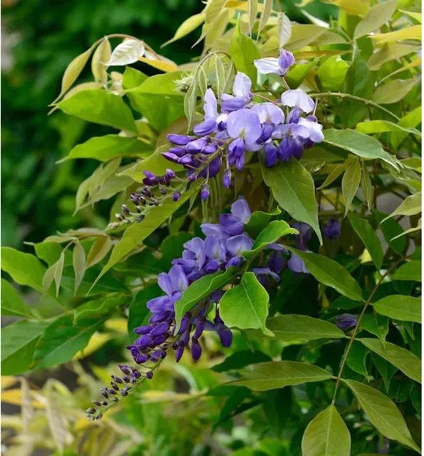 Chinesischer Blauregen Wisteria sinensis Kletterpflanze in Lila, Höhe: 40-60 cm - Bild 1