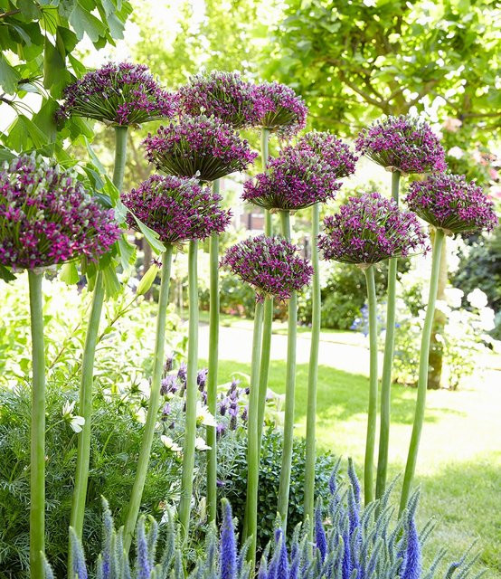 Allium Magic Zierlauch Pflanzen - Bild 1