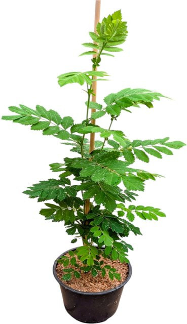 Speierling Sorbus Obstpflanze als Rarität - Bild 1