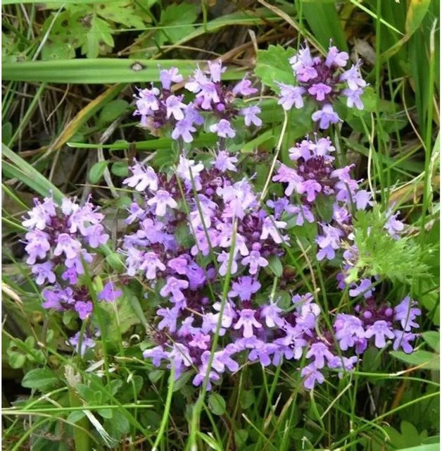 Kleine Braunelle Prunella vulgaris als lila Bodendecker für Steingärten und Naturgärten von Nr-01.de - Bild 1