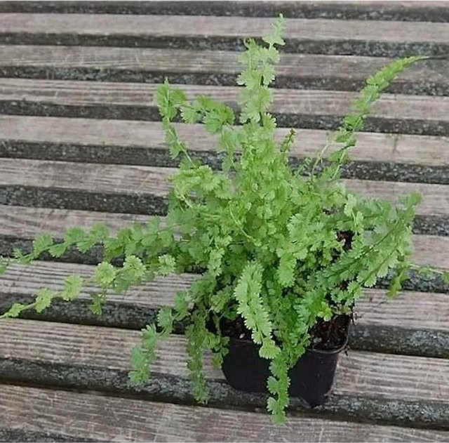 Frauenfarn Frizelliae Athyrium filix femina als grüne Staude für Steingärten und Farngärten - Bild 1
