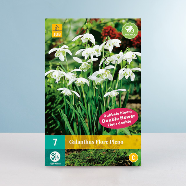 BLUME2000 Gefüllte Schneeglöckchen Flore Pleno Blumenzwiebeln, 7 Stück - Bild 1