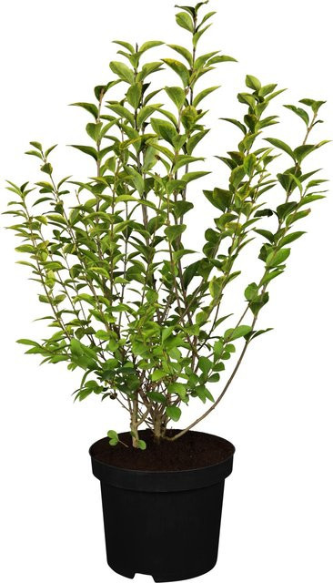 GROW by OBI Ovalblättriger Liguster Ligustrum ovalifolium als Heckenpflanze in Topf, Grün mit weißen Blüten - Bild 1