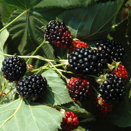 BIO Himbeere Black Jewel Rubus idaeus Beerenstrauch von BLUME2000