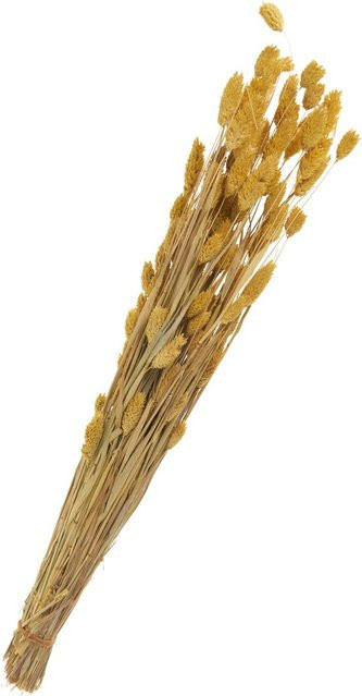 Trockenblumen Phalaris von Othmar Decorations in Gelb als lose Stiele aus Naturmaterial - Bild 1