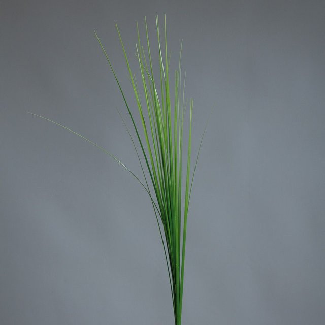 Grüne Kunstpflanze Isolepsis Gras aus Kunststoff, Höhe: 70 cm, Breite: 15 cm - Bild 2