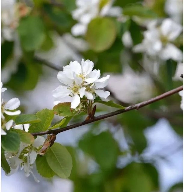 Hochstamm Erlenblättrige Felsenbirne Amelanchier alnifolia Greatberry Garden 60-80 cm - Bild 1