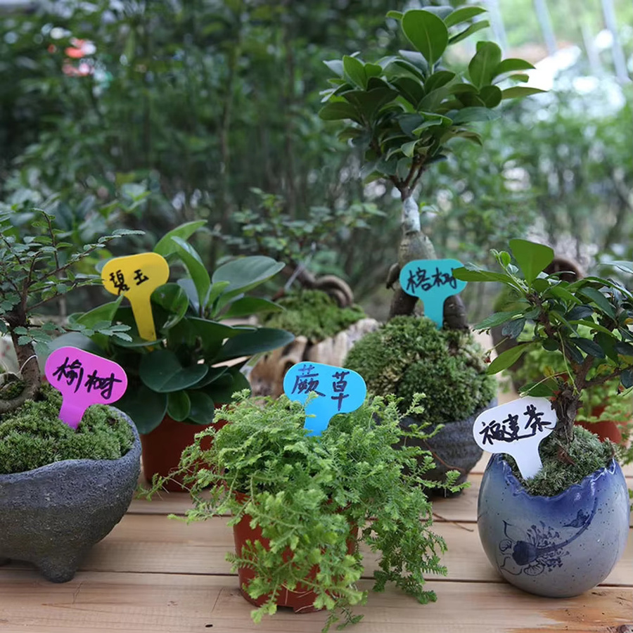 Wiederverwendbare Kunststoff-Pflanzenmarkierungen in T-Form, Mehrfarbig, Set mit 50 oder 100 Stück für Garten und Blumentöpfe - Bild 2