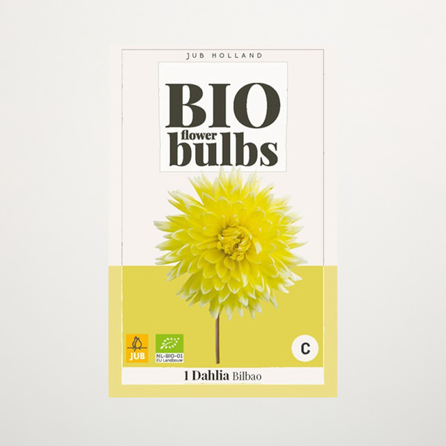 BIO Dahlie Bilbao Knolle von BLUME2000 - Bild 1