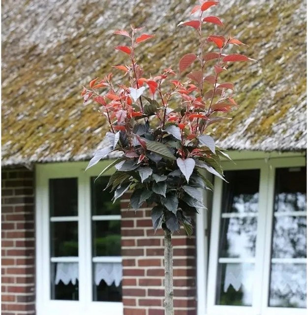 Nelkenkirsche Prunus serrulata Hochstamm Zierbaum von Die Nr-01.de in Pink und Rot, Höhe: 100-125 cm - Bild 1