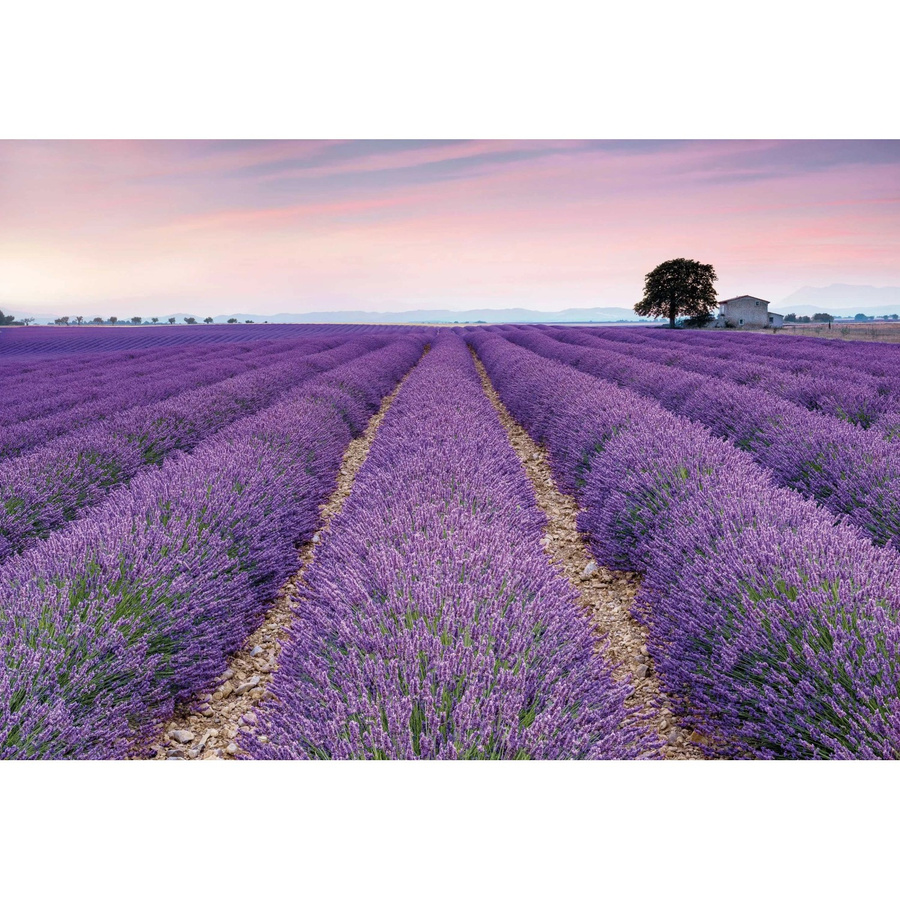Komar Fototapete Vlies Provence B: 400 cm, H: 260 cm - Bild 2