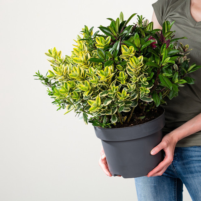 Hebe Vierfarbige Strauchveronika von BLUME2000 als Zierstrauch für Beete, Blumenkübel und Balkon - Bild 1