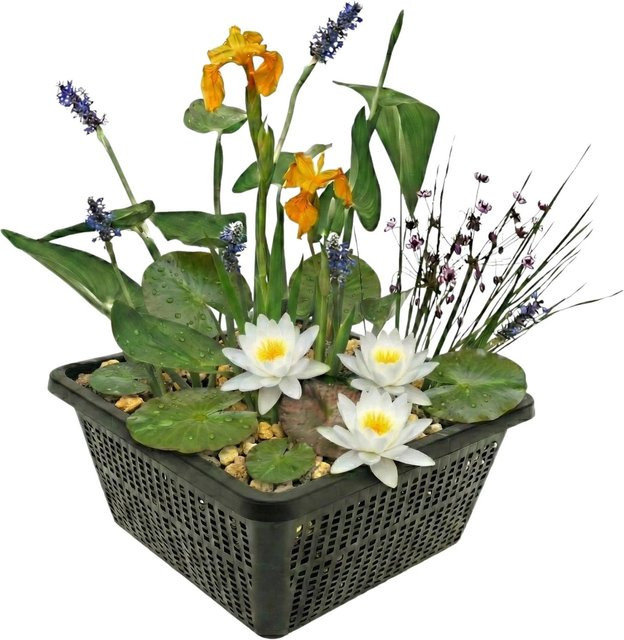 Vdvelde Mini Teichpflanzen Set Weiß mit 4 Wasserpflanzen, Korb, Substrat und Dünger für Teiche und Wasserschalen - Bild 1