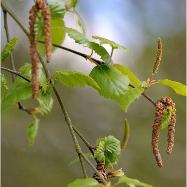 Betula pendula Hochstamm Birke Globus von Die Nr-01.de, Höhe: 80-100 cm, Grün - Bild 1