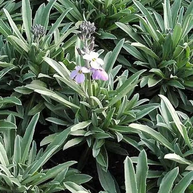 Erysimum cheiri Goldlack Bowles Mauve - Mehrjährige Gartenpflanze in Mauve/Lila - Bild 1