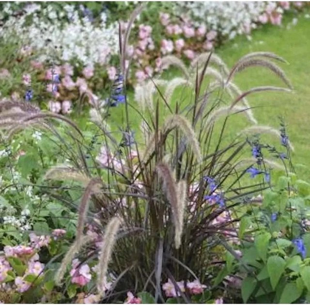 Rotes Lampenputzergras Pennisetum rubrum im Topf - Bild 1
