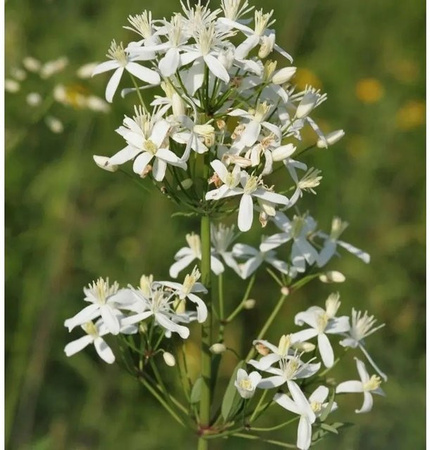Clematis mandshurica Kletterpflanze für den Garten von Nr-01.de