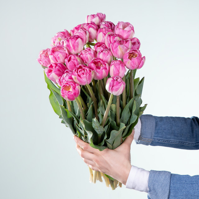 BLUME2000 Tulpen pink 30 Stiele - Bild 1
