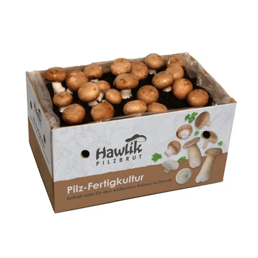 Hawlik Pilzbrut Kleines Steinchampignon Pilzzuchtset mit Myzel und Anbauanleitung für Anfänger - Bild 2