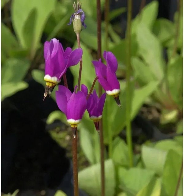Götterblume Red Wings Dodecatheon pulchellum rote Schnittpflanze - Bild 1