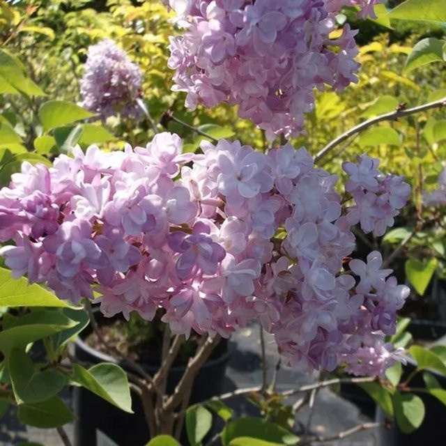 Edelflieder Katherine Havemeyer Syringa vulgaris von Arborix mit duftenden Blüten in Pink und Violett, Höhe: 40 bis 60 cm - Bild 1