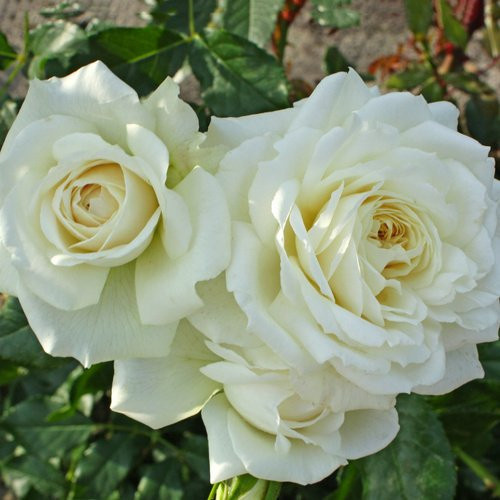 KORDES ROSEN Kletterrose Alaska in Rosa und Weiss - Bild 1