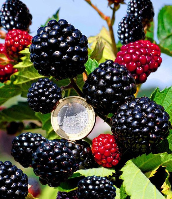 Zuckerbrombeere Asterina® - Bild 1