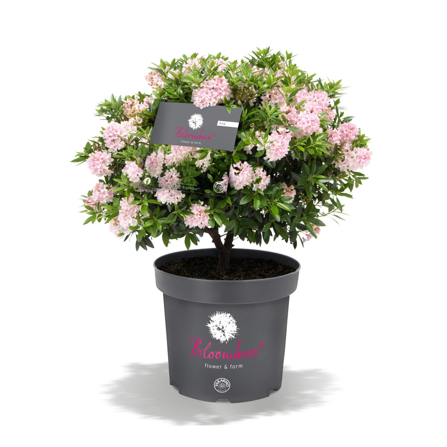 Rhododendron Bloombux Rosa im Topf, Höhe: ca. 35 cm - Bild 2