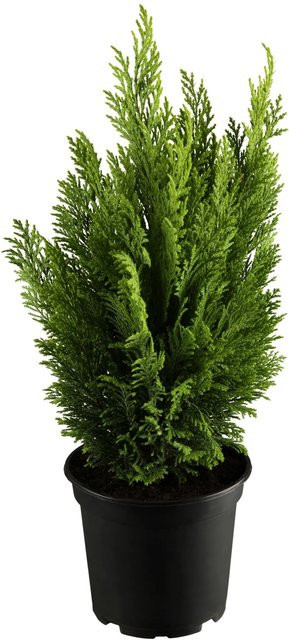 GROW by OBI Kegelzypresse Ellwood's Empire Gelb Nadelgehölz Höhe: 20-30 cm - Bild 1