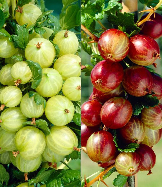 Säulen-Stachelbeeren Kollektion - Bild 1