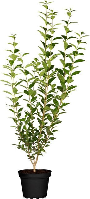GROW by OBI Liguster Ligustrum Atrovirens Grün Heckenpflanze Höhe: 60-80 cm - Bild 1