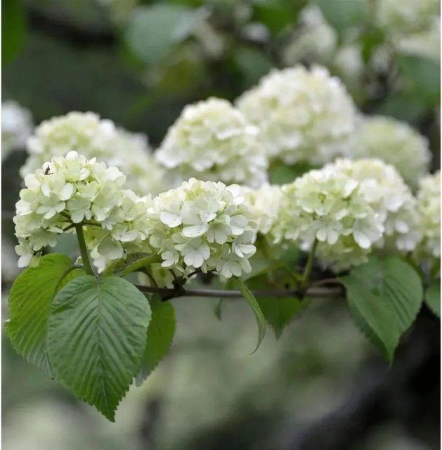 Japanischer Schneeball Viburnum plicatum Rotundifolium als weiß blühender Strauch für deinen Garten, Höhe: 80-100 cm - Bild 1