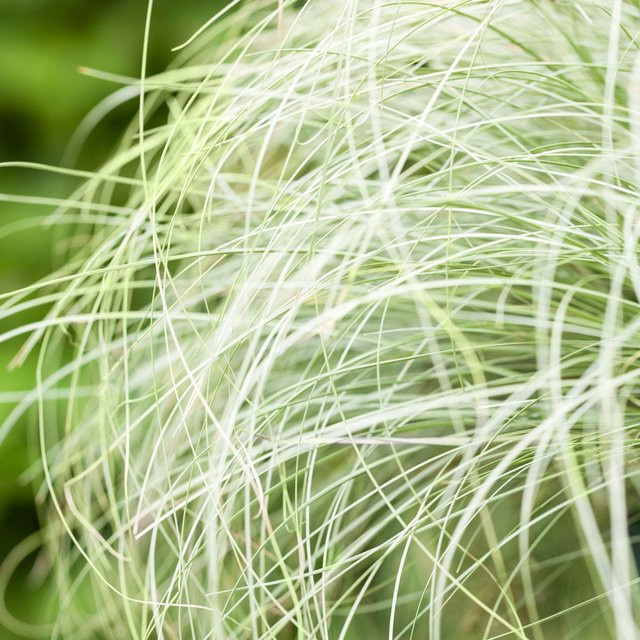 Neuseeländische Segge Carex Frosted Curls als winterharte Zierpflanze in Grün und Weiß - Bild 1