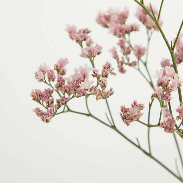 Blume2000 Limonium Strandflieder Pink Single Stem - Bild 1